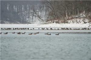 Flock of Canada Geese on Forest Lake