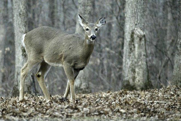 Photograph of a deer in the woods
