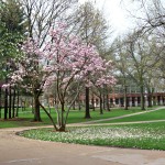 A photograph of a blossoming tree on truman grounds