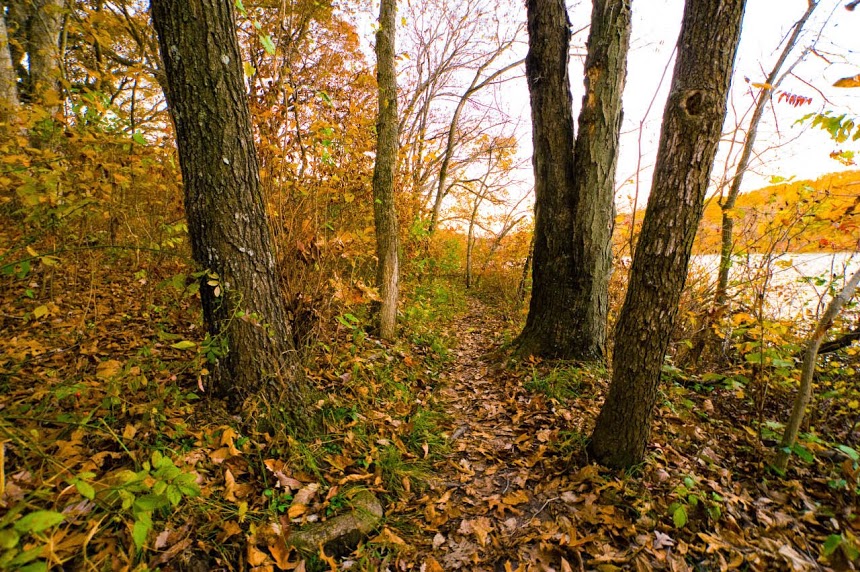Photograph of a trail running through a forest in autumn
